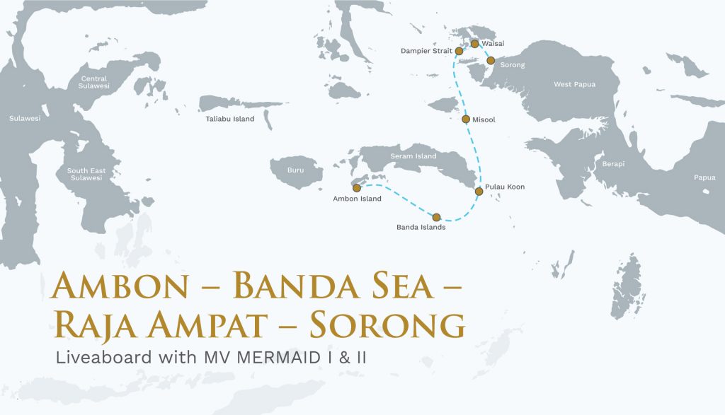 mermaid liveaboard