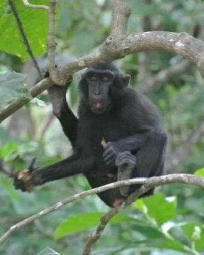 tangkoko-tour (1) tangkoko-tour (1)